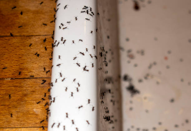 Pest Prevention Services in River Grove, IL